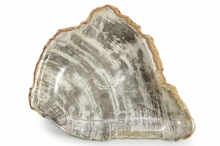 Bargain, Tropical Hardwood Petrified Wood Bowl - Indonesia #250178